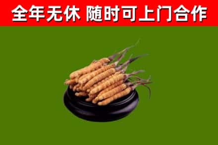 庄浪回收散虫草