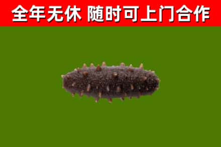 庄浪回收海参干